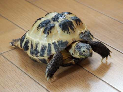 ロシアリクガメの里親募集 めちゃかわい 札幌のその他の里親募集 ジモティー