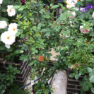 終了:バラ 鉢植え キューピッドインザ・ガーデン