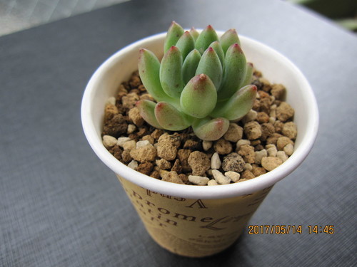 売り切れました 多肉植物スノージェイド ことり 川崎のその他の中古あげます 譲ります ジモティーで不用品の処分