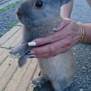 可愛いミニウサギ（おうちが決りました）