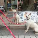 姉弟わんちゃん☆咲ちゃんの里親様募集わん − 千葉県