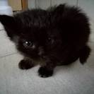 生後２週間程の黒猫です