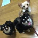 愛犬を探しています。