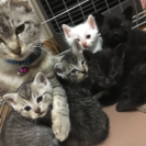 五匹のかわいい子猫