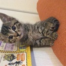 子猫の里親さんを探しています - 熊谷市