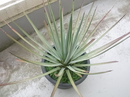 ユッカ・ウィップレイ　多肉植物　観葉植物