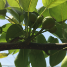 梨の実を１つずつにする摘果の作業 アンデルセン公園の近く