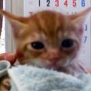 ２０１７年４月２０日生まれの仔猫の里親募集 - 山武市