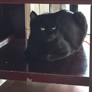 黒猫2歳女の子♀ − 北海道