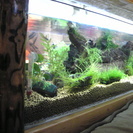 最終値下げ！！珍しい◆水槽テーブル◆オシャレ ☆