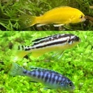 淡水熱帯魚 シクリッド3種