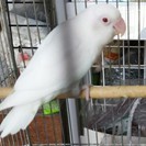 アルビノボタンインコ