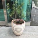 ハーブの鉢植えです