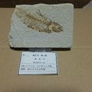 (関東無料配達)魚の化石