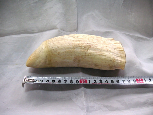 鯨の歯/希少/マッコウクジラ/約18cm☆約571g/オブジェに/加工材料に/送料込