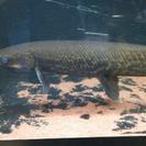 真っ黒アリゲーターガー70センチ 古代魚 大型魚 