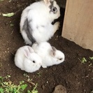 🐰子ウサギ里親募集🐰