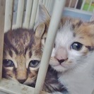子猫1ヶ月ぐらいの白キジ - 加古川市