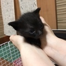 子猫が生まれました！5月27日で里親様5匹決まりました！ - 里親募集