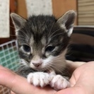 子猫が生まれました！5月27日で里親様5匹決まりました！ - 福岡市