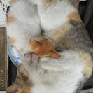 野良猫の赤ちゃんです。生後2ヶ月くらいです。 − 茨城県