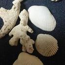 石垣島の貝殻 ウェディング