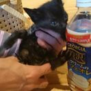 黒ちゃん…生後6週位♀ - 猫