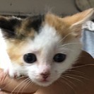 上星川で猫の里親会を開催。子猫がいっぱい。会いに来てください。 - 横浜市