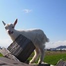 ★お話し中★木材の廃材をできれば無料で下さい - 岡山市