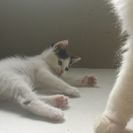 里親さん決定しました。生後一ヶ月くらいの子猫　 − 宮崎県
