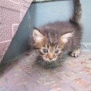 メスの子猫ちゃん里親募集 − 埼玉県