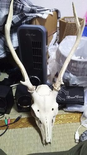 鹿の骨