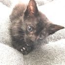 ２ヶ月の黒猫♂