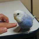 インコが逃げてしまいましたの画像