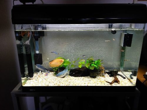 熱帯魚、水槽のセットでお譲りします