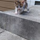 可愛い三毛猫ちゃんの里親募集