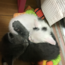 1ヶ月の子猫ちゃん - 大阪市