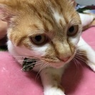 生後一年ほどの猫ちゃんです★ - 気仙沼市