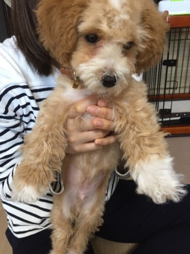 Mix犬マルプーちゃんです あられ 川崎のその他の里親募集 ジモティー