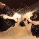 「急募」黒白4匹黒猫1匹の兄妹猫 − 東京都