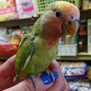 手乗りコザクラインコｂａｂｙ入荷（おうちが決まりました）