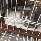 珍しいグレー白の子猫 - 大阪市