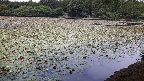 雷魚釣り Snakeハンター 山武のその他のメンバー募集 無料掲載の掲示板 ジモティー