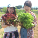 野菜の収穫体験しませんか？ - 地域/お祭り