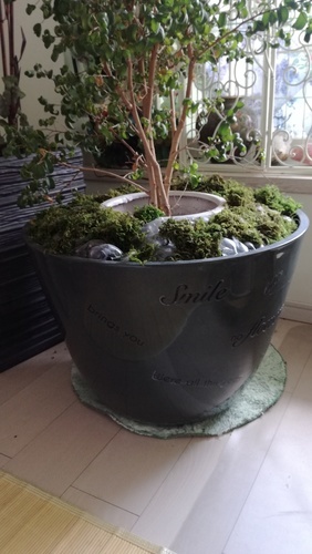 大きな植木鉢 にゃん 三郷のその他の中古あげます 譲ります ジモティーで不用品の処分 大きな植木鉢 にゃん 三郷のその他の中古あげます 譲ります ジモティーで不用品の処分