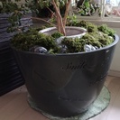 大きな植木鉢