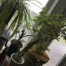 観葉植物 5つセット