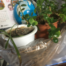 観葉植物 2つセット