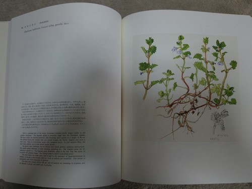 プレゼント サプライズ 【大型 ヴィンテージ本】薬用植物画譜 小磯良平