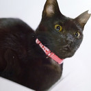とても甘えたで可愛いスリムな黒猫！